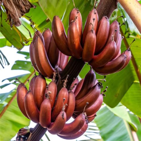 Buy Red Banana Plant online at best price on plantsguru.com