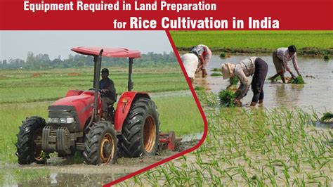 Rice Cultivation in India | Agriculture Sector For Rice Crop