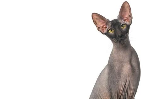 The Peterbald Cat — 11 Facts You Need to Know About This Breed - Catster