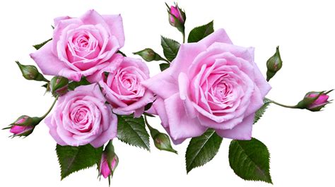 Pink Rose Flower Images Download - Pink Rose Flowers Arrangement Stock ...