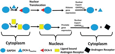 GAPDH protein: protein interactions: dynamics of subcellular ...