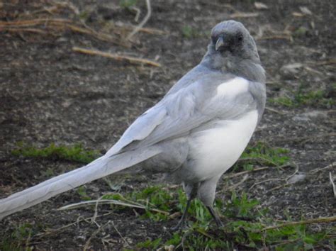 Sally and Sam: Albino magpies make themselves at home; Ornithologist calls Edmonton "capital of ...