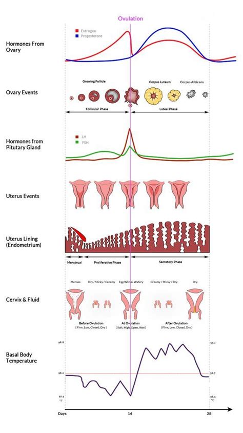 Chemical messengers called hormones tightly control ovulation and the folliculogenesis process ...