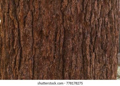 Giant Sequoia Tree Bark Texture Stock Photo 778178275 | Shutterstock