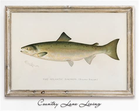 Atlantic Salmon Fish Illustration Download Aged Book - Etsy