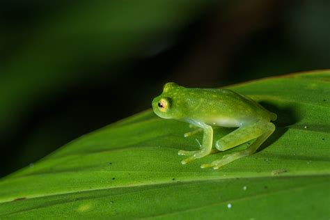 Fleischmann’s Glass Frog | Sean Crane Photography