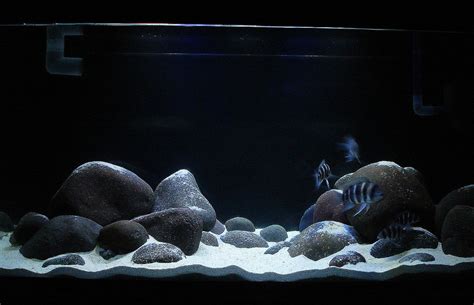 River Rock Aquarium | Cichlid-Forum • type of rock for a tanganyikan setup | Just keep Swimming ...