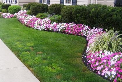 Shrubs and Bushes for Landscaping Pictures and Ideas