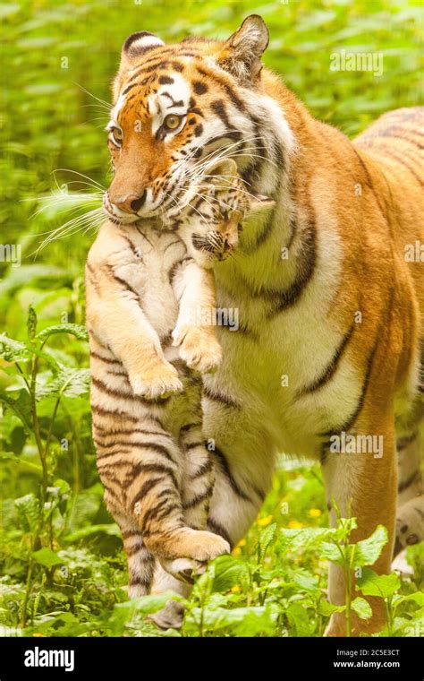 Amur Tiger (Panthera Tigris Altaica) Mother carrying Cub Stock Photo ...