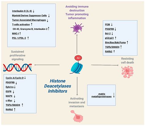 IJMS | Free Full-Text | Histone Deacetylase (HDAC) Inhibitors: A ...