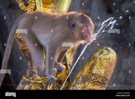 wild monkeys in Thailand Stock Photo - Alamy