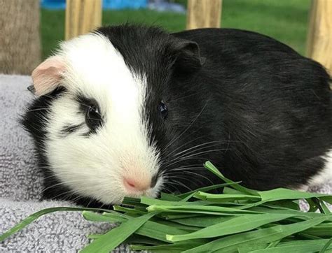 Top 500+ Best Guinea Pig Names - The Ultimate List | PetPress