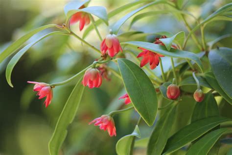 Susie Harwood Garden | Illicium henryi #1