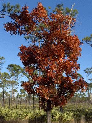 Turkey Oak - Gardening Solutions - University of Florida, Institute of Food and Agricultural ...