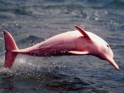 Pink Amazon River Dolphin Facts, Habitat, Diet, Life Cycle, Baby, Pictures