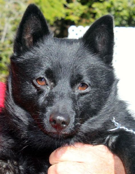 Adopt Buddy on Petfinder | Schipperke dog, Schipperke, Humane society