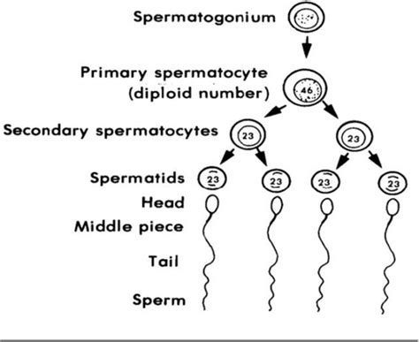 oogenesis and spermatogenesis flashcards | Quizlet