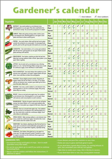 A3 novice allotment planner gardener's/beginner's vegetable growing ...