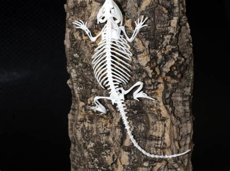 Bearded Dragon Skeleton - 8 Inches by Camazine on Shapeways | Bearded dragon, Dragon skeleton ...