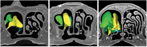 New Publication: Vomeronasal and Olfactory Structures in Bats Revealed by DiceCT Clarify Genetic ...