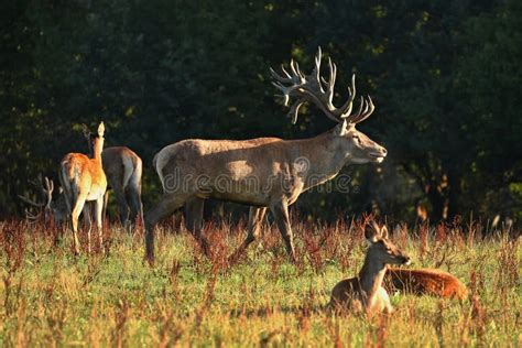 Red Deer during the Deer Rut in the Nature Habitat of Czech Republic Stock Photo - Image of ...