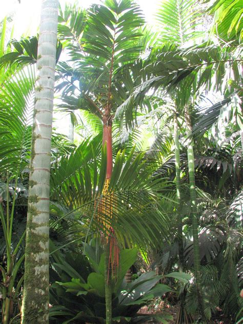 PlantFiles Pictures: Pinanga Species, Tiger Palm (Pinanga maculata) by palmbob