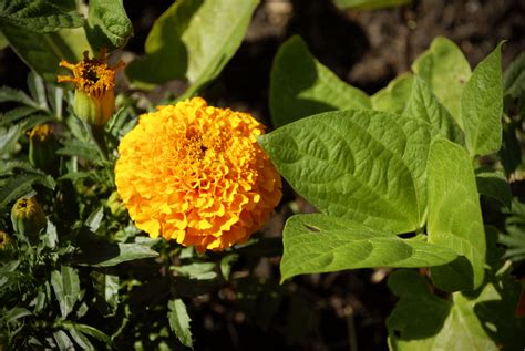 Marigolds: keeping the garden pests at bay | Garden pests, Companion ...