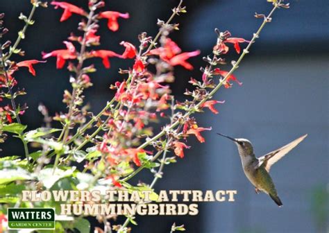 Flowers that Attract More Hummingbirds - Watters Garden Center