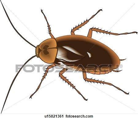 Roach Clip Art & Look At Clip Art Images - ClipartLook