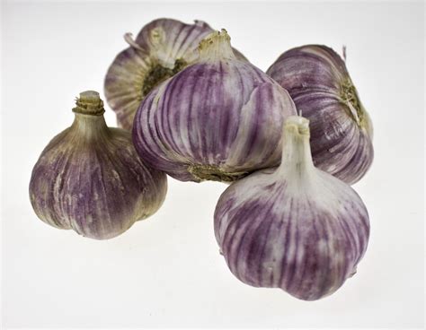 Varieties of garlic in Ukraine – UkrUP ™ (УкрАП) – Чеснок от производителя