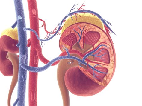 Which Major Vein Drains The Kidney - Best Drain Photos Primagem.Org