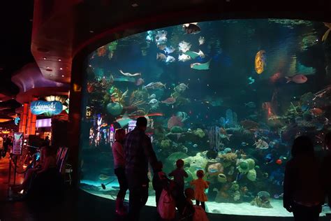 The Aquarium at the Silverton Casino Lodge | Southwest, Las ...