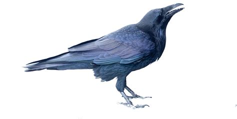 A Raven, On Snow | BirdNote