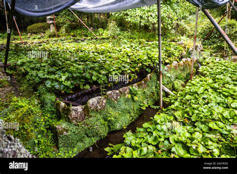 Wasabi farming is a laborious and tedious job. The wasabi farmers on Izu have problems with the ...