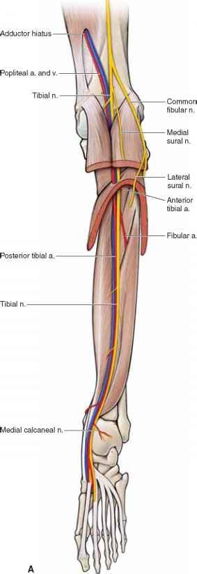 [Download 37+] View Posterior Tibial Artery Branches Png cdr