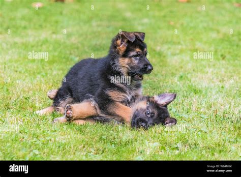 German shepherd puppies hi-res stock photography and images - Alamy