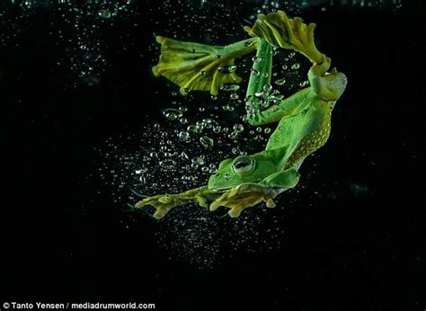 Indonesian photographer captures frog diving into water in amazing ...