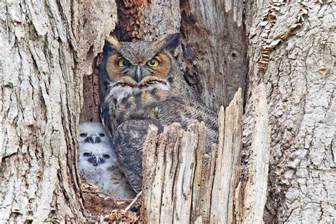 Some great horned owl nests are starting to feel a little more crowded ...