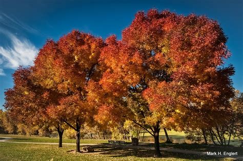 Purple Ash Tree. Gorgeous Fall colors! Drought Tolerant Landscape, Ash Tree, Landscape Trees ...