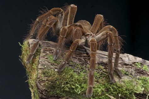 Goliath Bird-Eating Spider (Theraphosa Blondi) | about animals