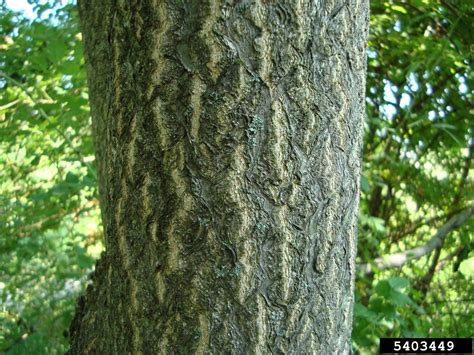 Tree of Heaven | Minnesota Department of Agriculture