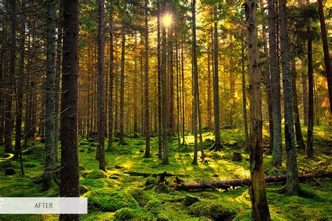 50 Forest Photography Tips for Better Forests Photos (+FREEBIES)