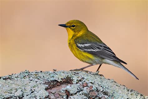 Pine Warbler - Coniferous Forest