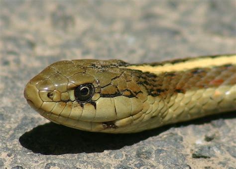 Western Terrestrial Garter Snake (California Garter Snakes) · iNaturalist