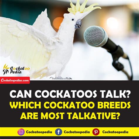 Can cockatoos talk? | Which Breed Talks The Most?