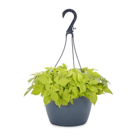 1.5-Gallon Sweet Potato Vine in Hanging Basket (L9884) in the Annuals ...