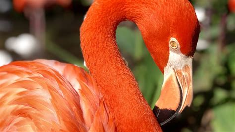 Flamingos at Everglades Wonder Gardens - Bonita Springs, Florida - YouTube