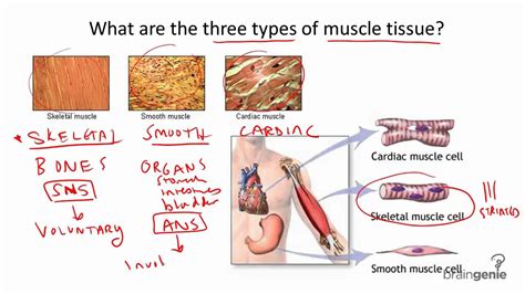 8.4.1 Three Types of Muscle Tissue - YouTube