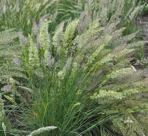 Prairie Junegrass (Koeleria macrantha) | Applewood Seed Company