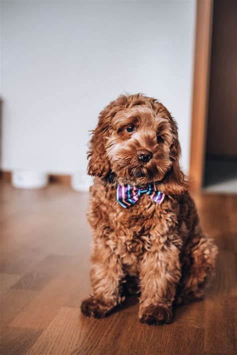 5 Months Old Cockapoo Red Puppy Cross Breed Stock Photo - Image of ...